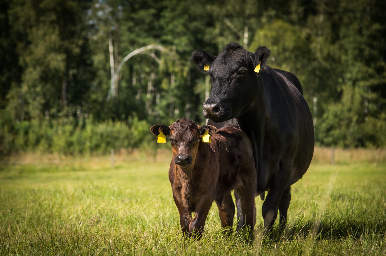 12 Spring Calving Season Essentials – Hevenor Feed and Supply